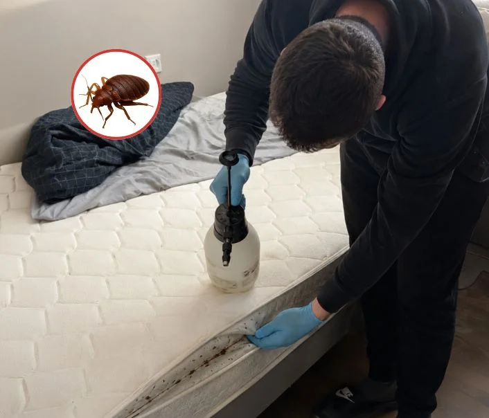 Technicien traitant un matelas contre les punaises de lit à Fontenay-lès-Briis